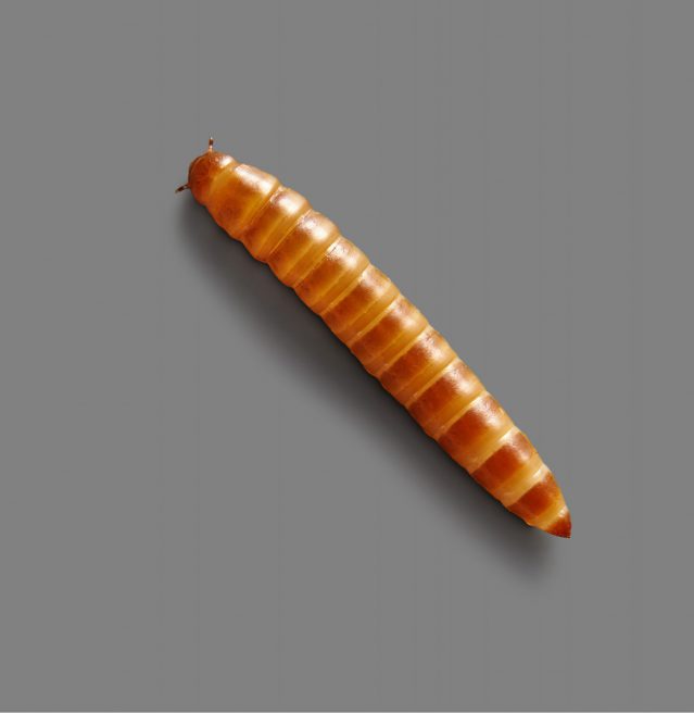 Alphitobius diaperinus